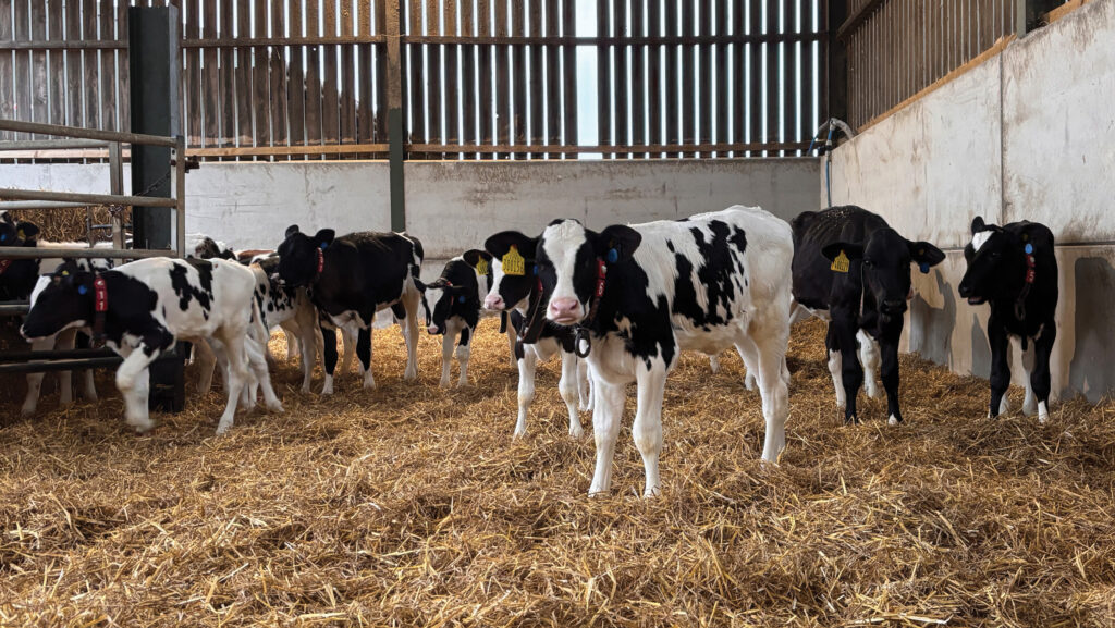Weaned calves