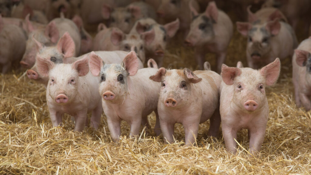 Farmers targeted by mass planning objections