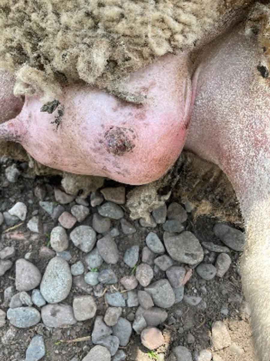 Scabby, crusty lesions seen on sheep