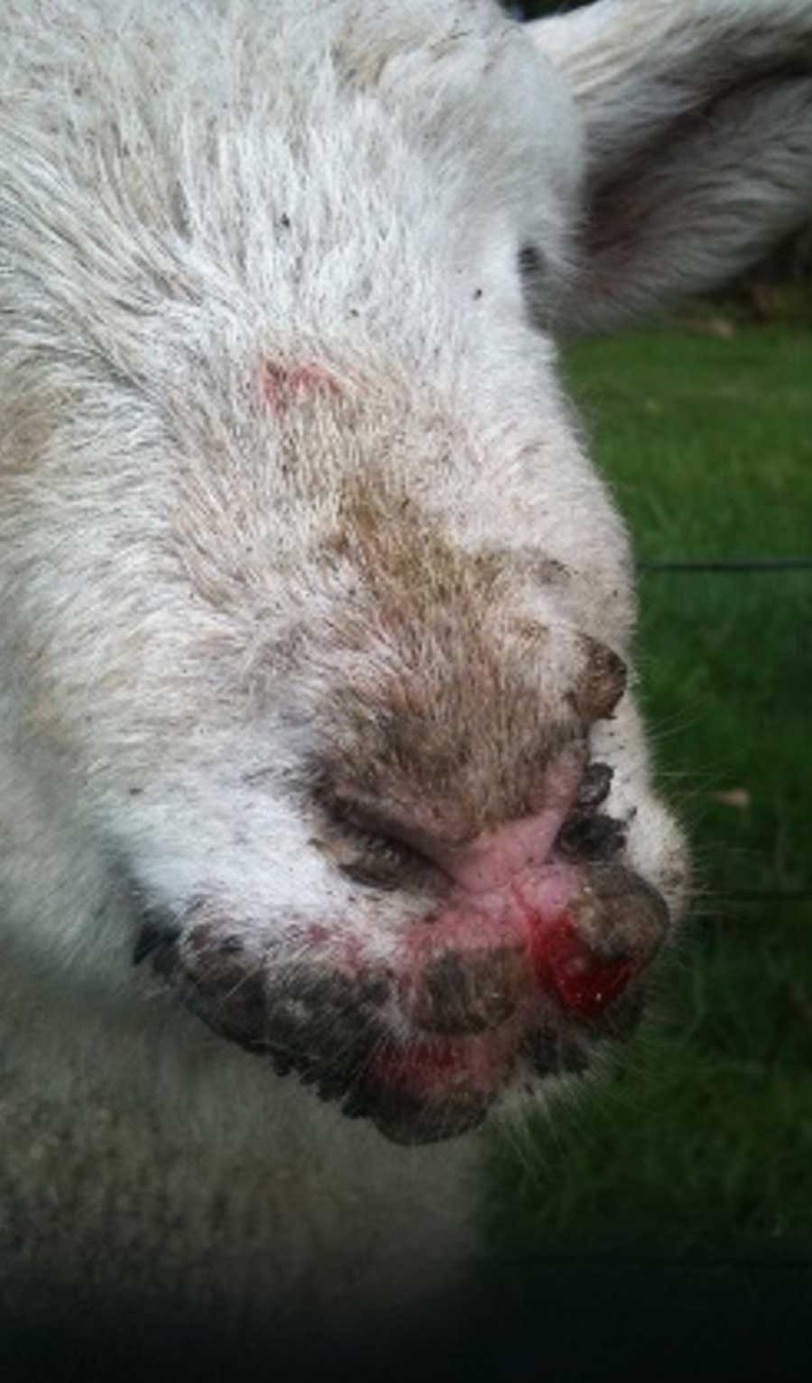 Bacterial infection seen on lamb nose