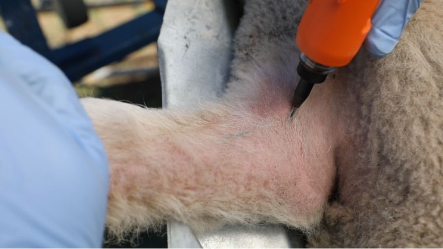 Sheep being vaccinated