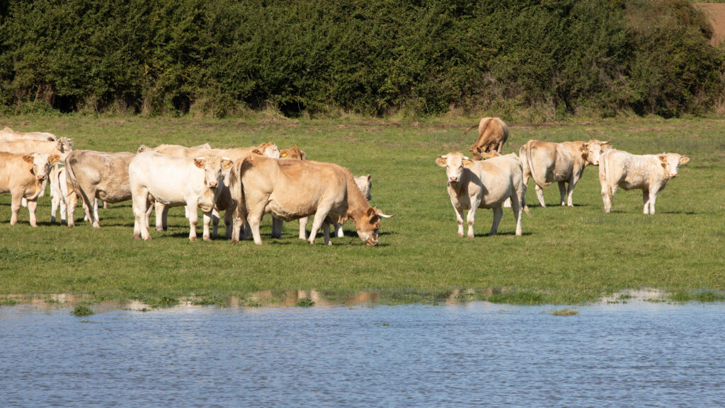 No impact study on cattle pollution permits plan