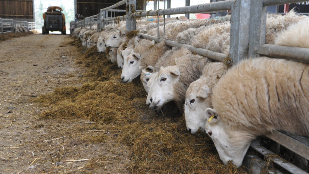 Ewes at a feed rail eating TMR