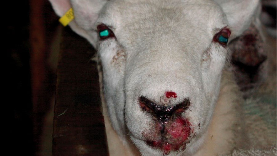 Orf disease seen on sheep