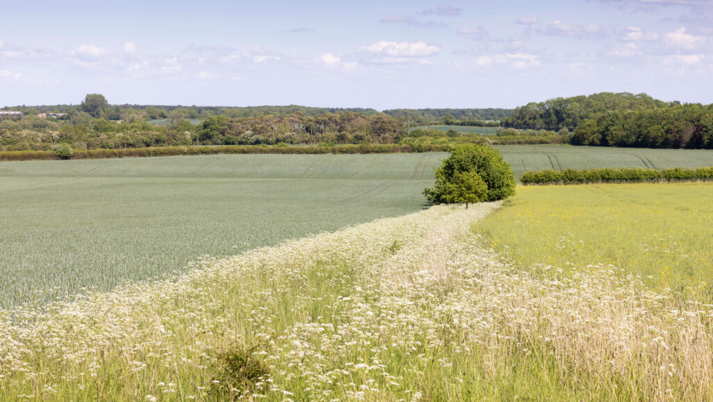 Below-cost SFI payments spark farmer backlash