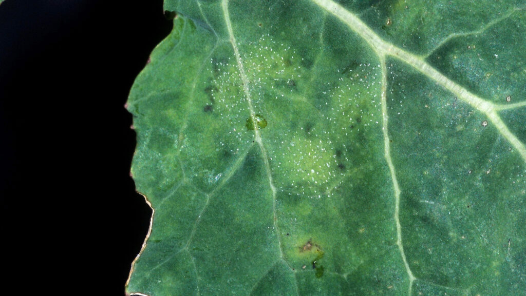 £2.5m farm project marks first precision-bred OSR in Europe