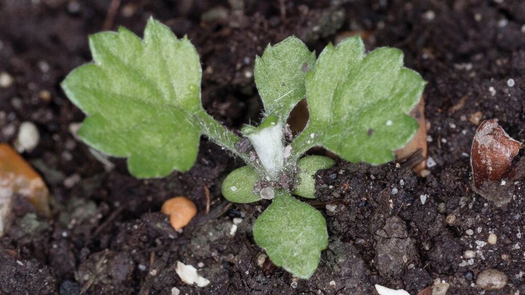 Mugwort seedling