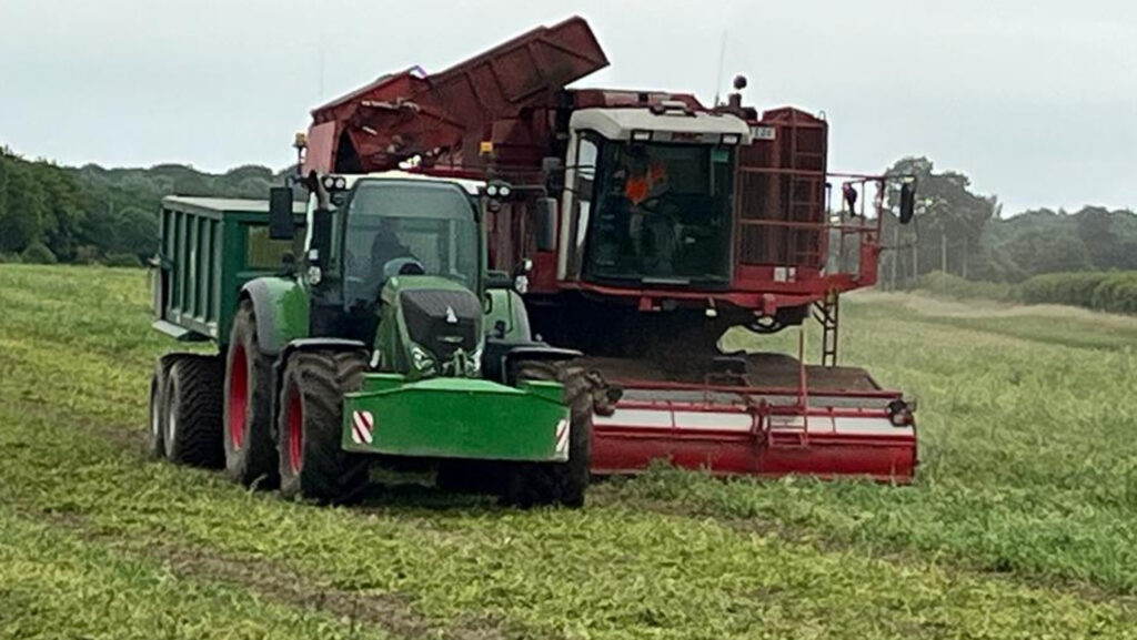 Harvesting peas © APEA