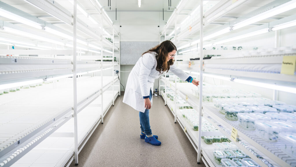 Scientist in plant breeding lab