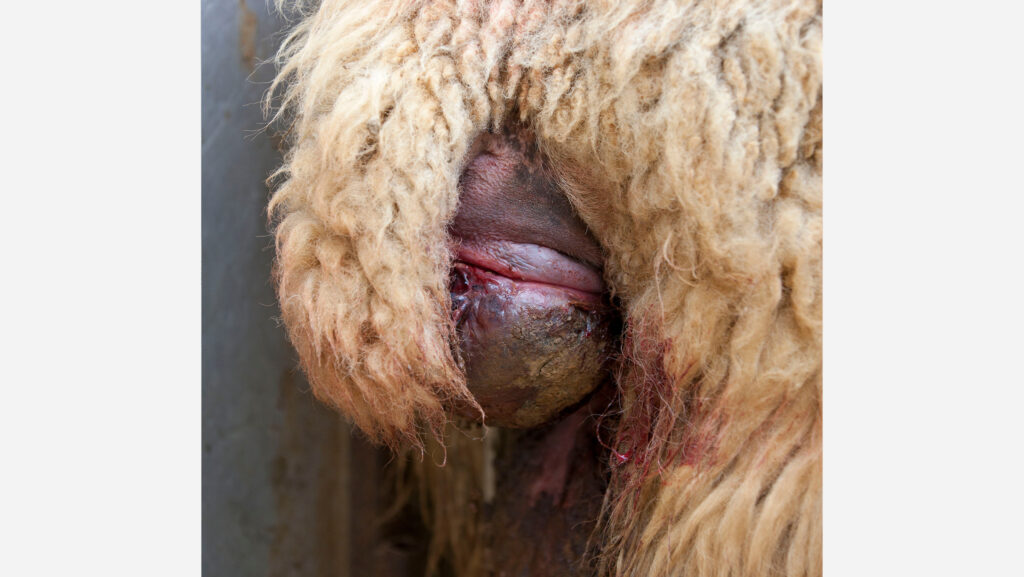 Vaginal prolapse on ewe