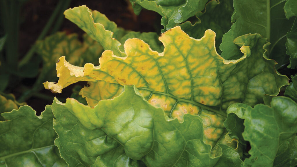 © Blackthorn Arable