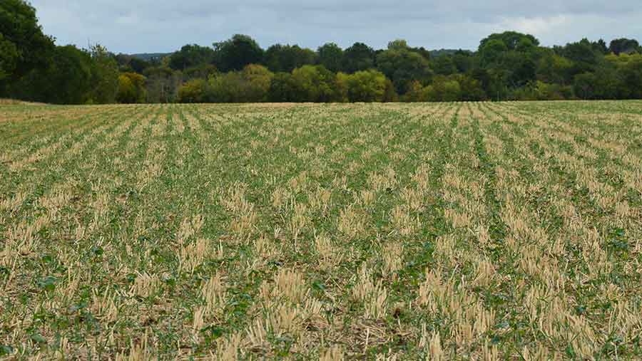 A cover crop emerging strongly days after Claydon drilling direct into stubble and chopped straw following spring oats