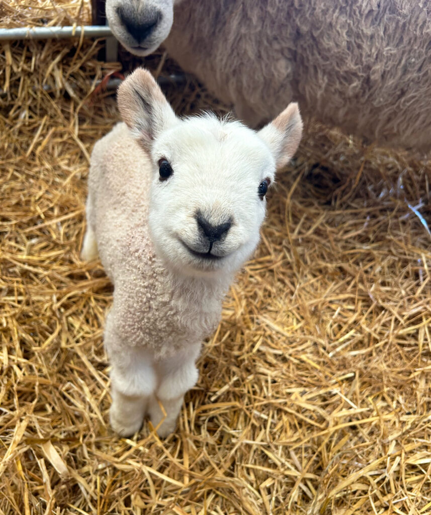 Cheviot mule lamb