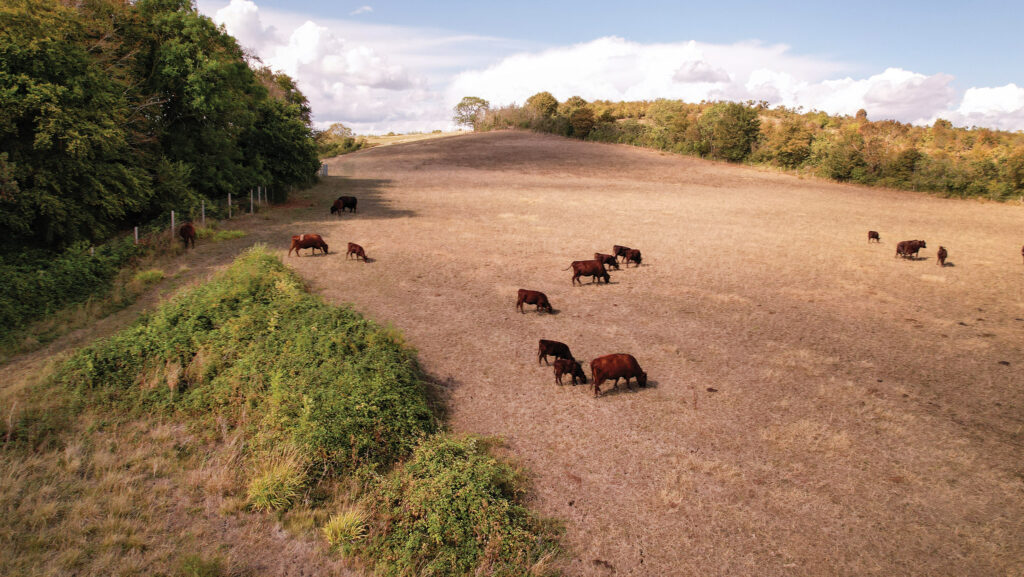 cattle conservation grazing