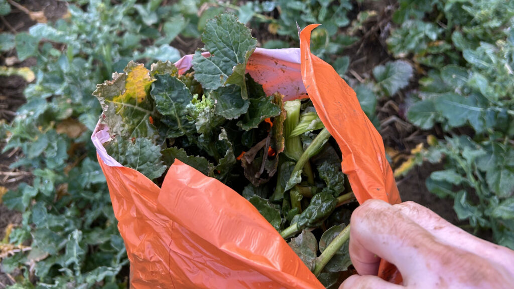 Collecting OSR stem samples