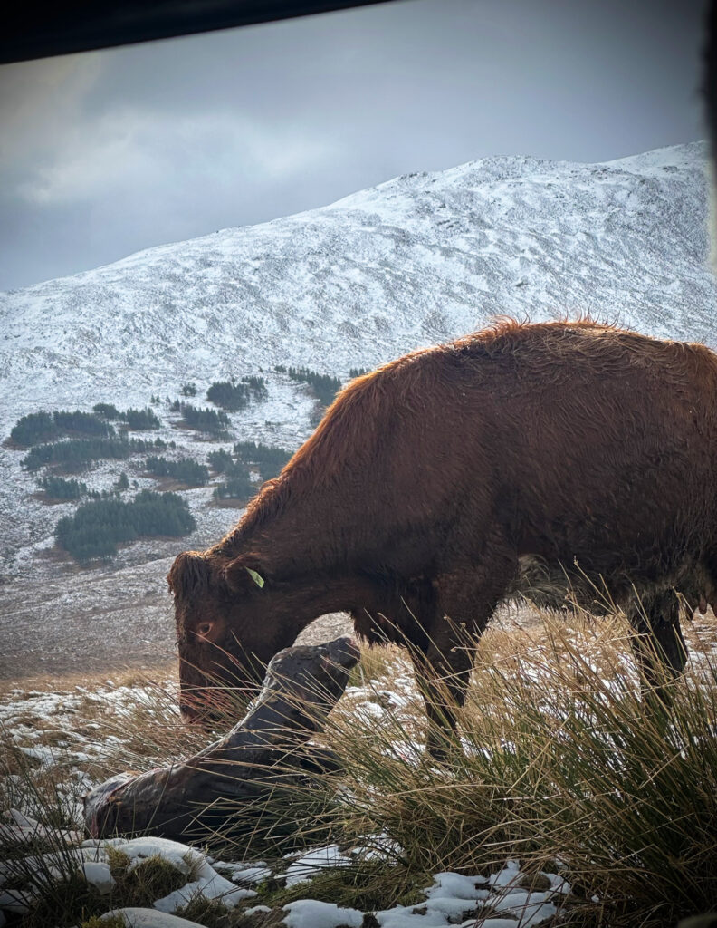 Blackmount Luing calf 