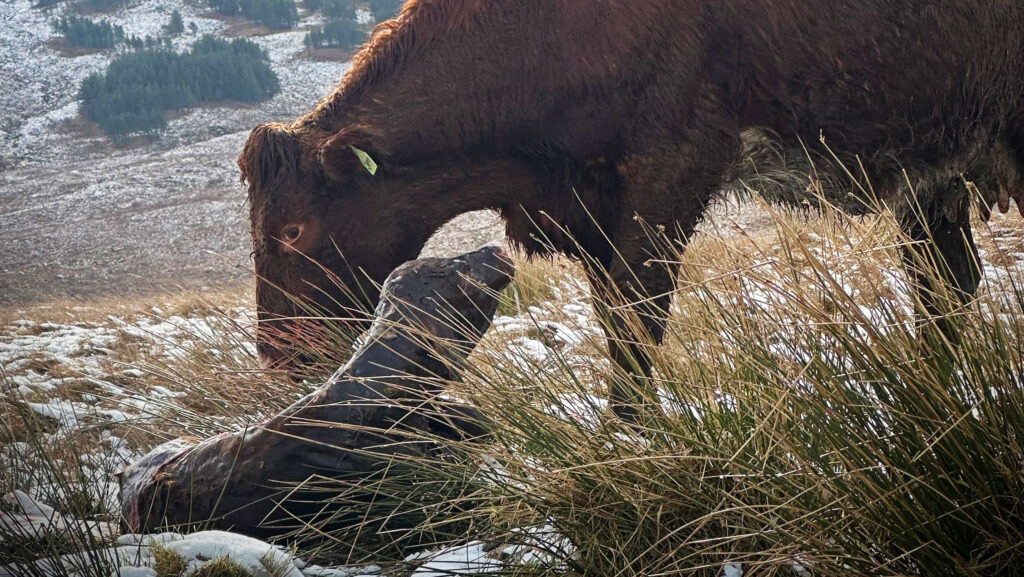 Blackmount Luing calf
