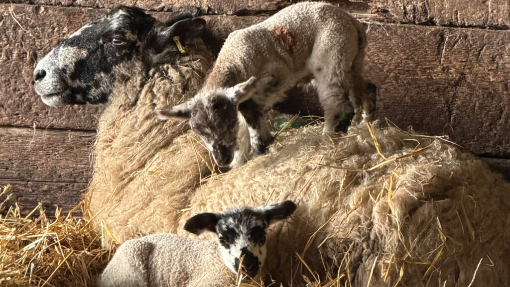 Ewe and lambs at Brookfields Farm