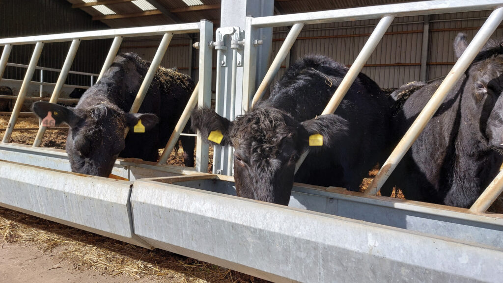 Cattle at Cowpasture Farm will be drinking rainwater and saving money later this year © MAG/Shirley Macmillan