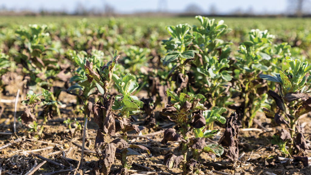 Severe chocolate spot on a crop of winter beans © GNP