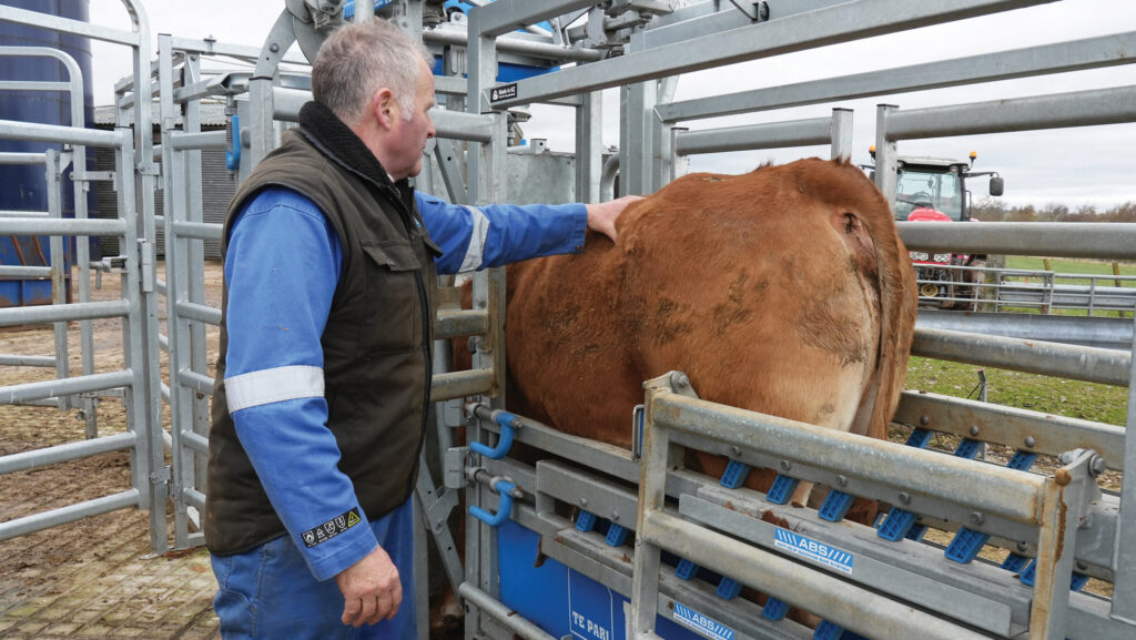 Cow in handling system at Chapel of Barras Farm