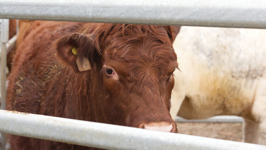 Cows at Chapel of Barras Farm