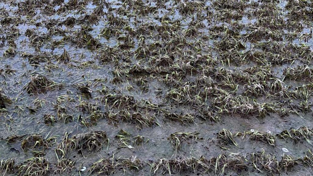 Wheat crop emerges from floodwaters