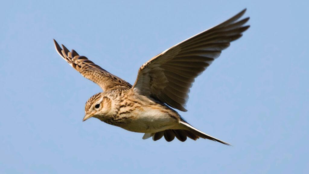 Eurasian skylark © Adobe Stock