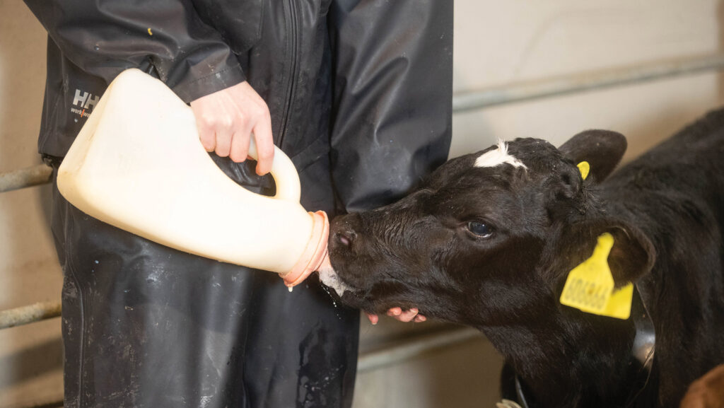 Giving a dairy calf colostrum