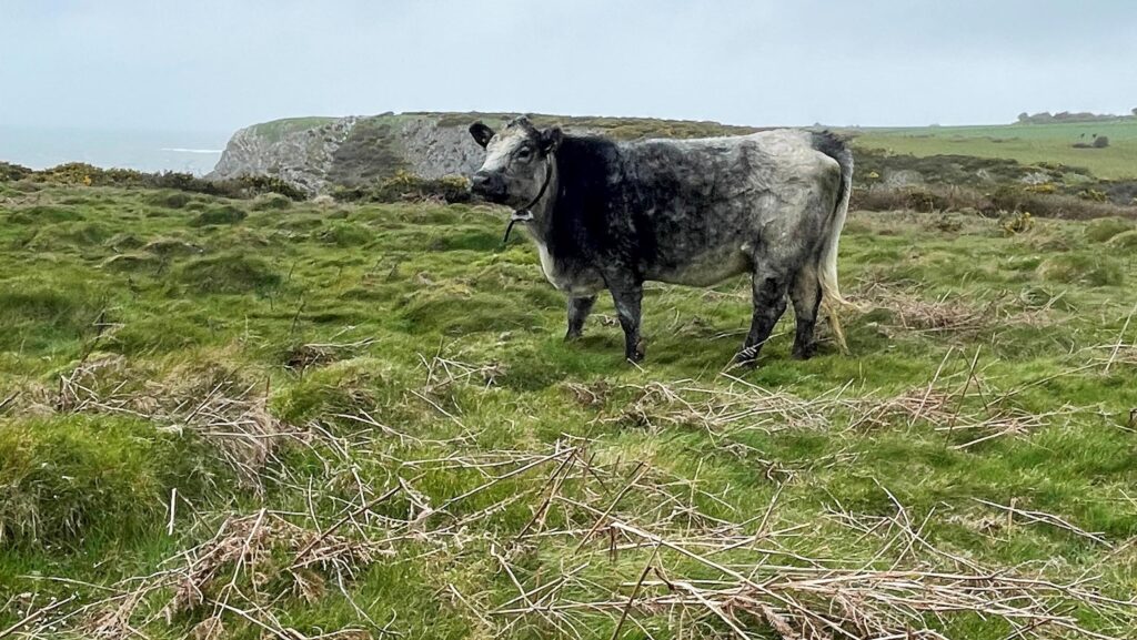 Cow wearing GPS-enabled collar at Great Pitton Farm © Tom Higgs