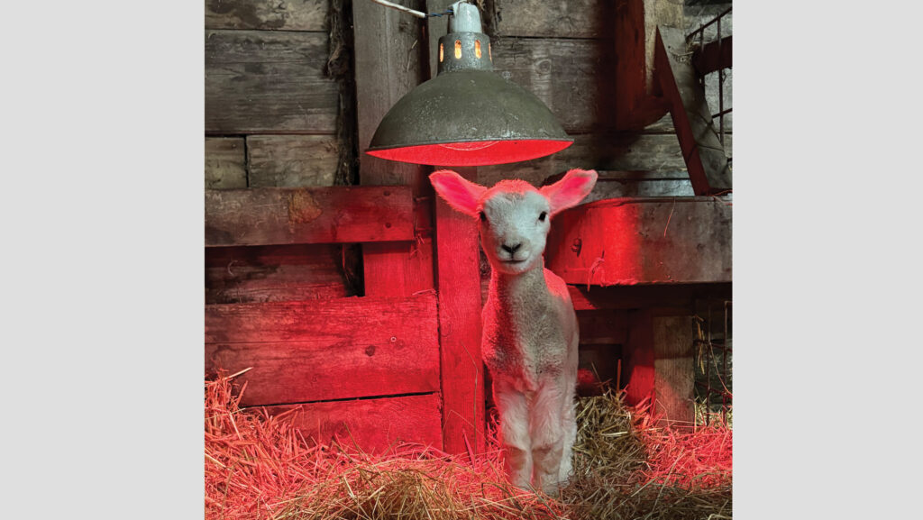 Pet lamb under heat lamp