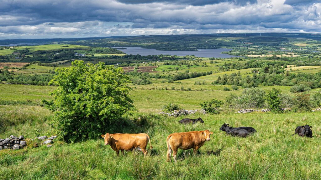 Ministers ease bluetongue restrictions on cross-border trade