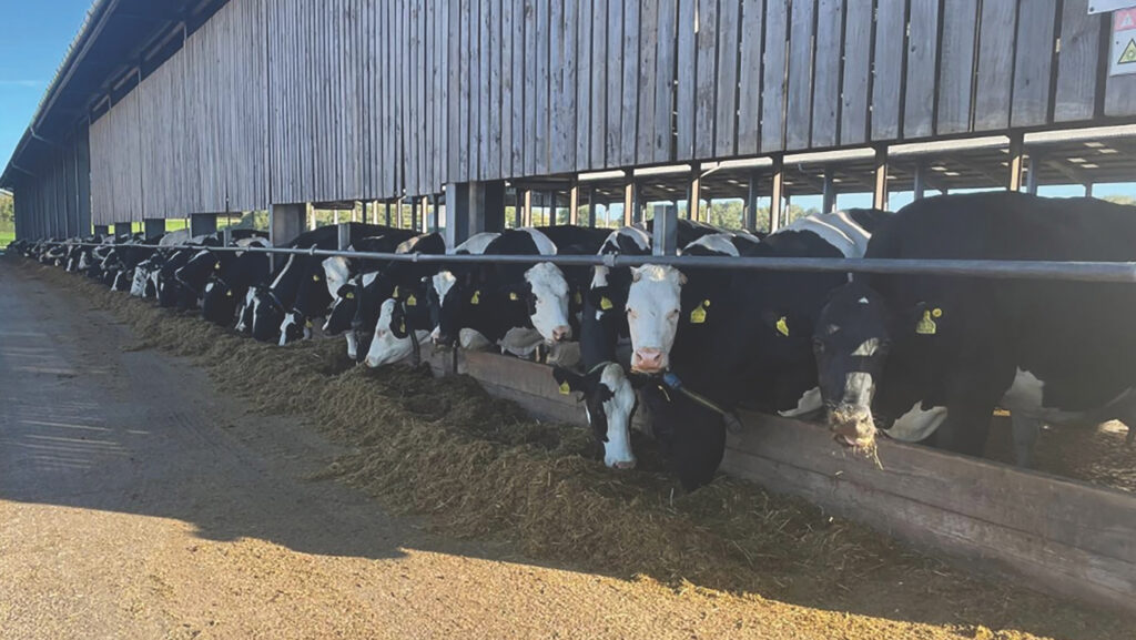 Manor Farm's dairy herd © John Cartledge