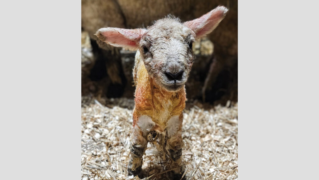 Lamb