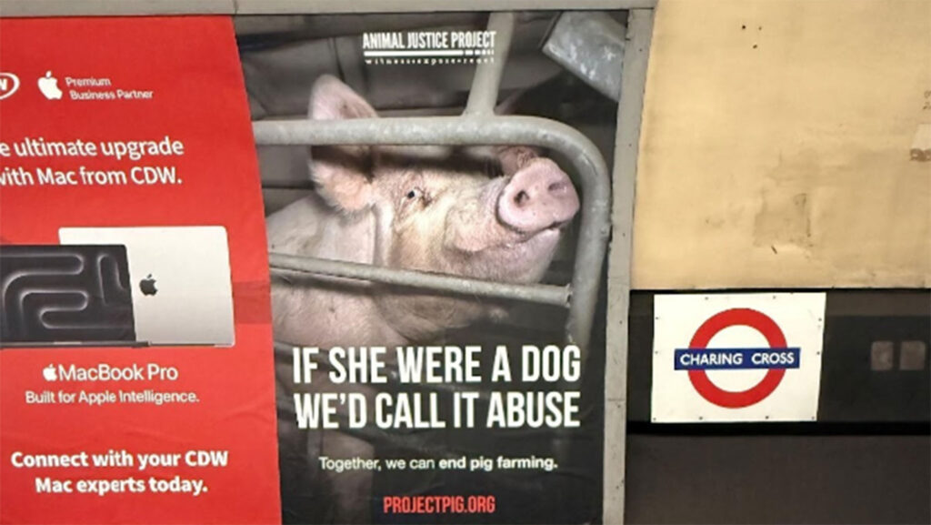 © Animal Justice Project