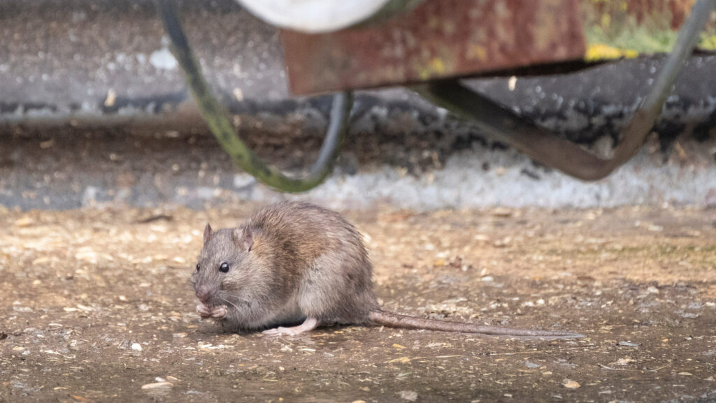 A live rat on a farm