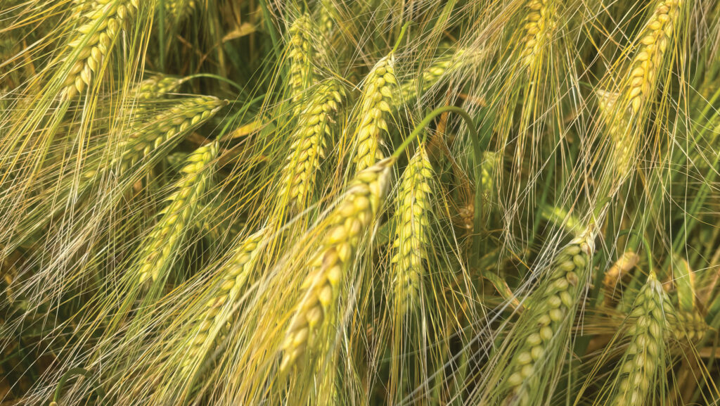 Roger Lewis's barley at wholecrop stage © Roger Lewis