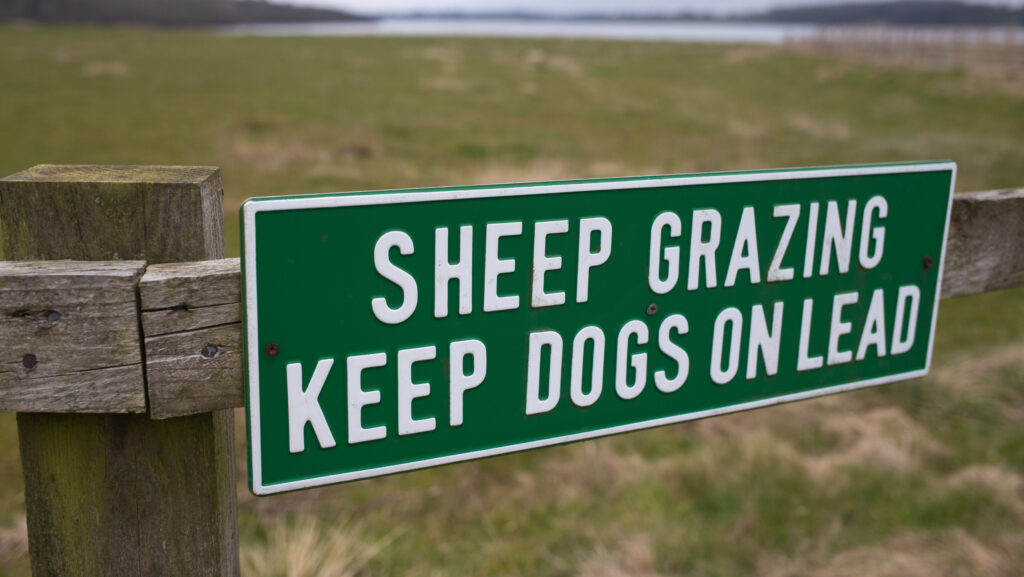 Cornish farmers devastated by £120 sheep worrying fine