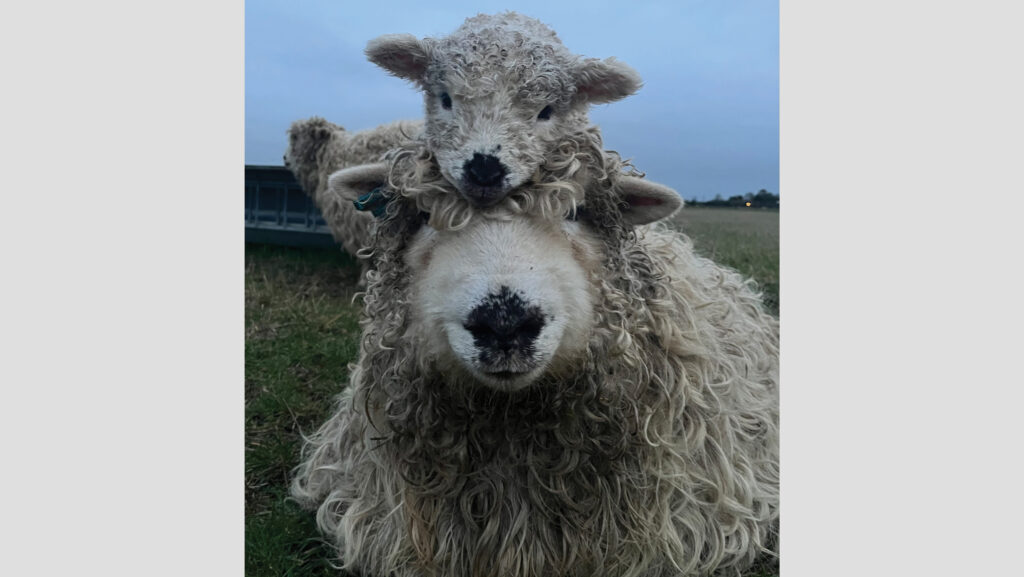 Ewe and lamb
