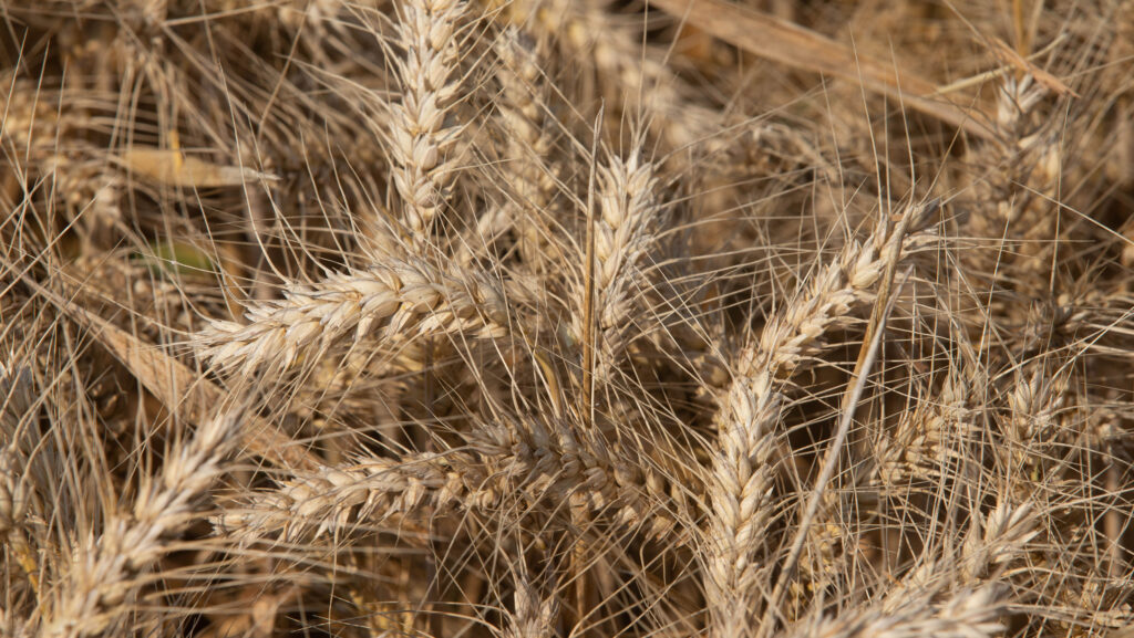 Skyfall wheat