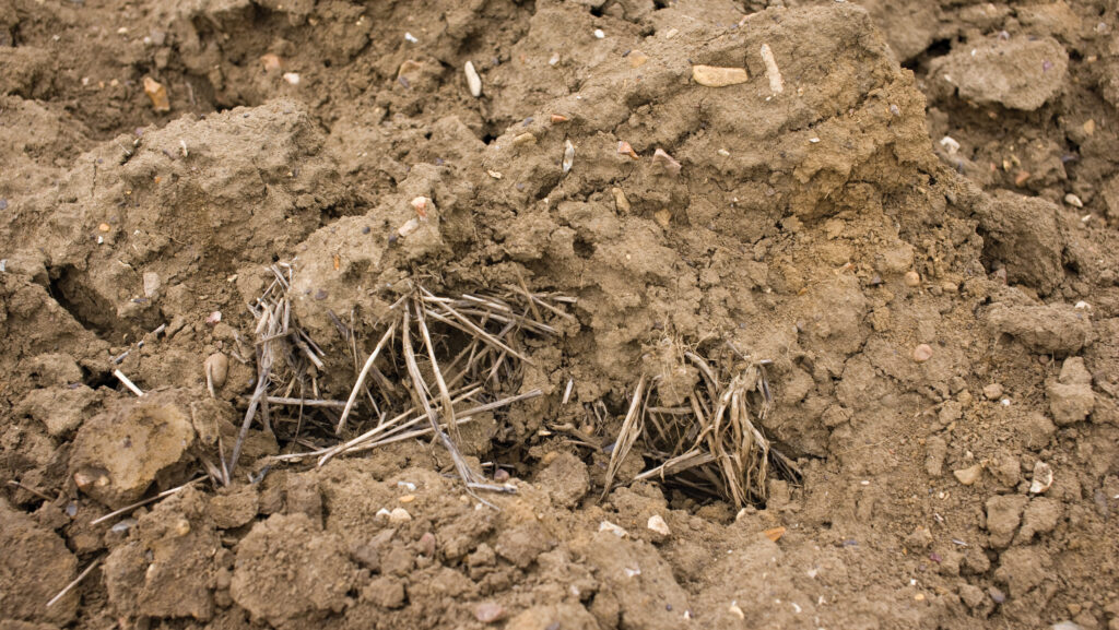 Soil showing straw