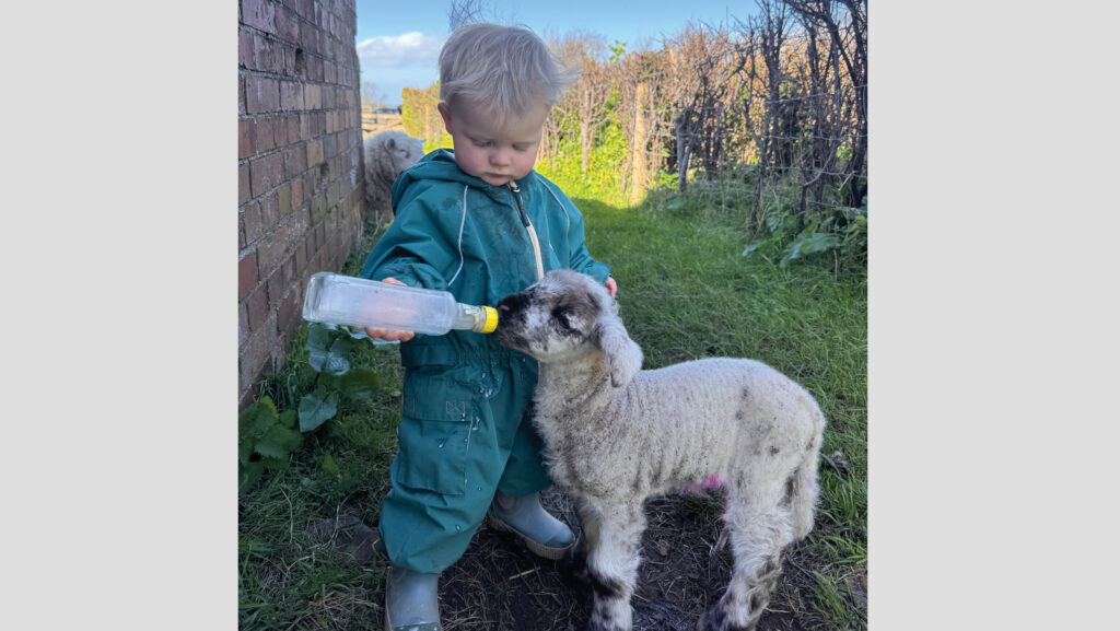Boy feeding lamb