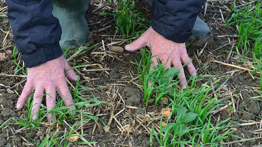 One-pass direct drilling companion bean with winter wheat for SFI CIPM3