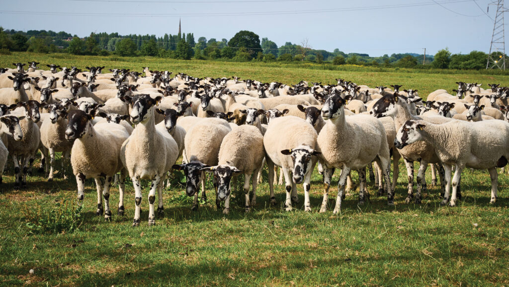 Sheep at Tom Bird's farm