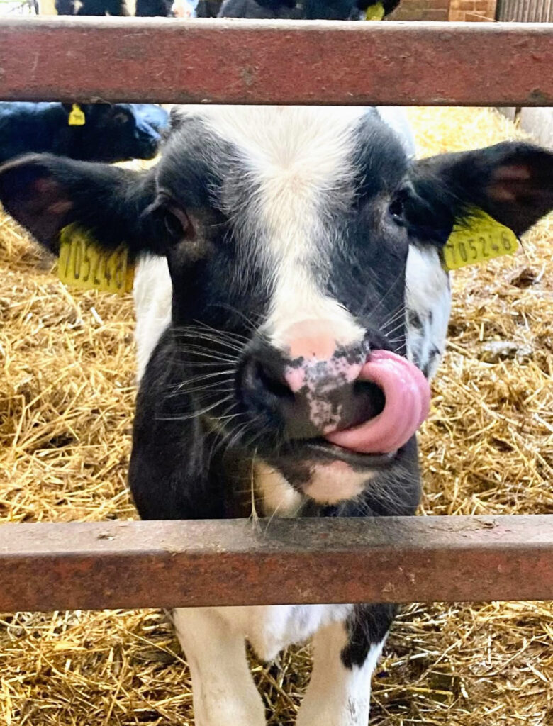 A calf licking its nose