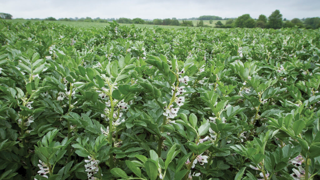 Winter beans in flower © GNP