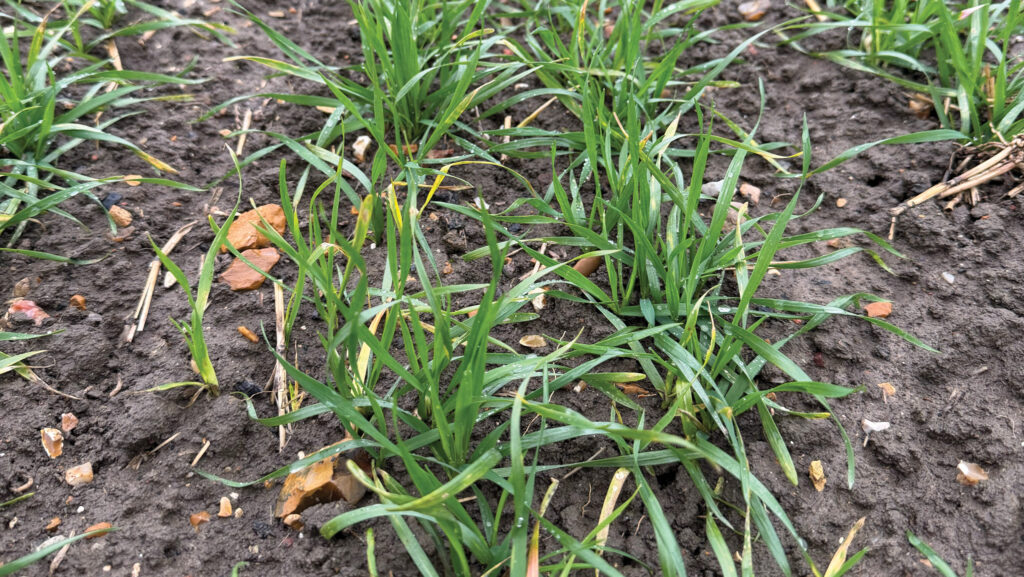 Close-up of winter wheat crop