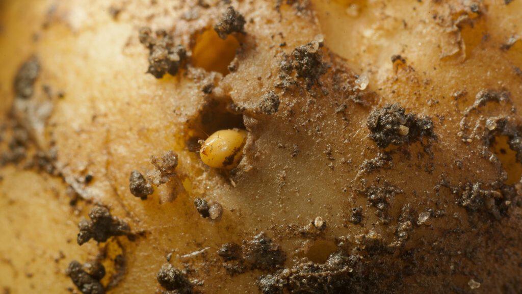 © Blackthorn Arable