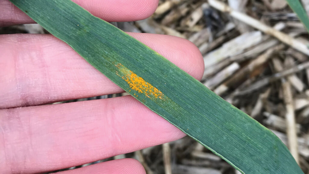 Yellow rust