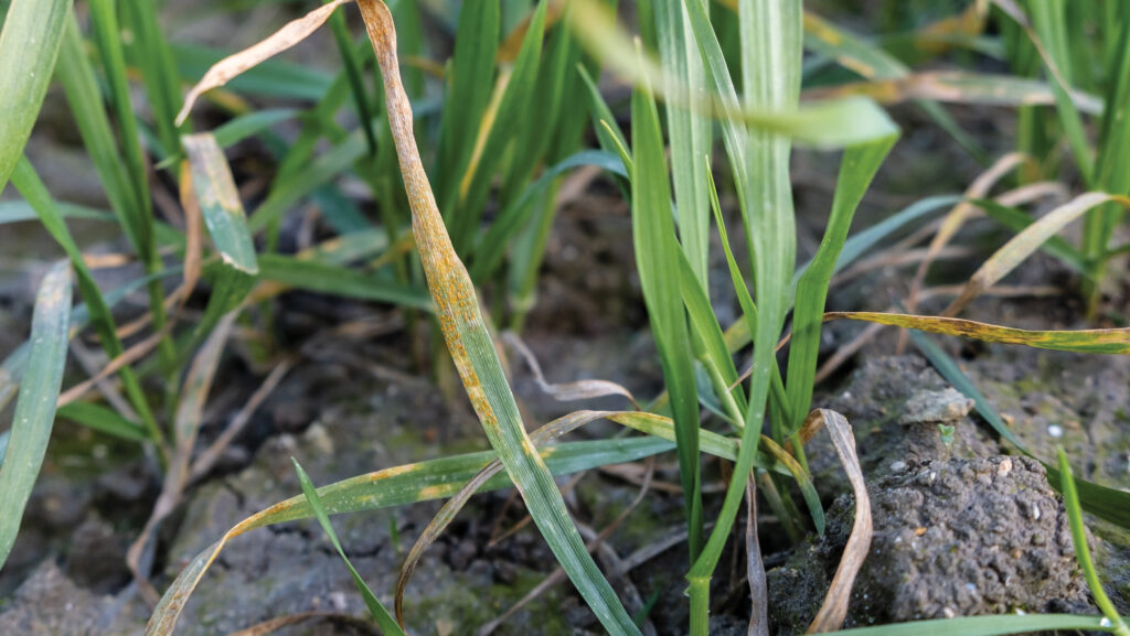 Yellow rust on a winter wheat plant